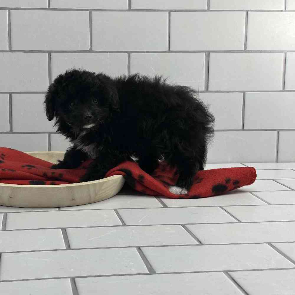 Male Papillon-Toy Poodle Puppy for Sale in Millersburg, IN