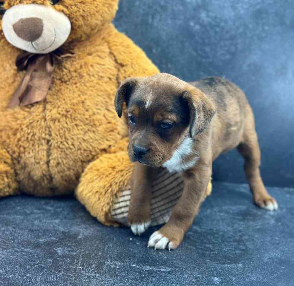 carousel pet images
