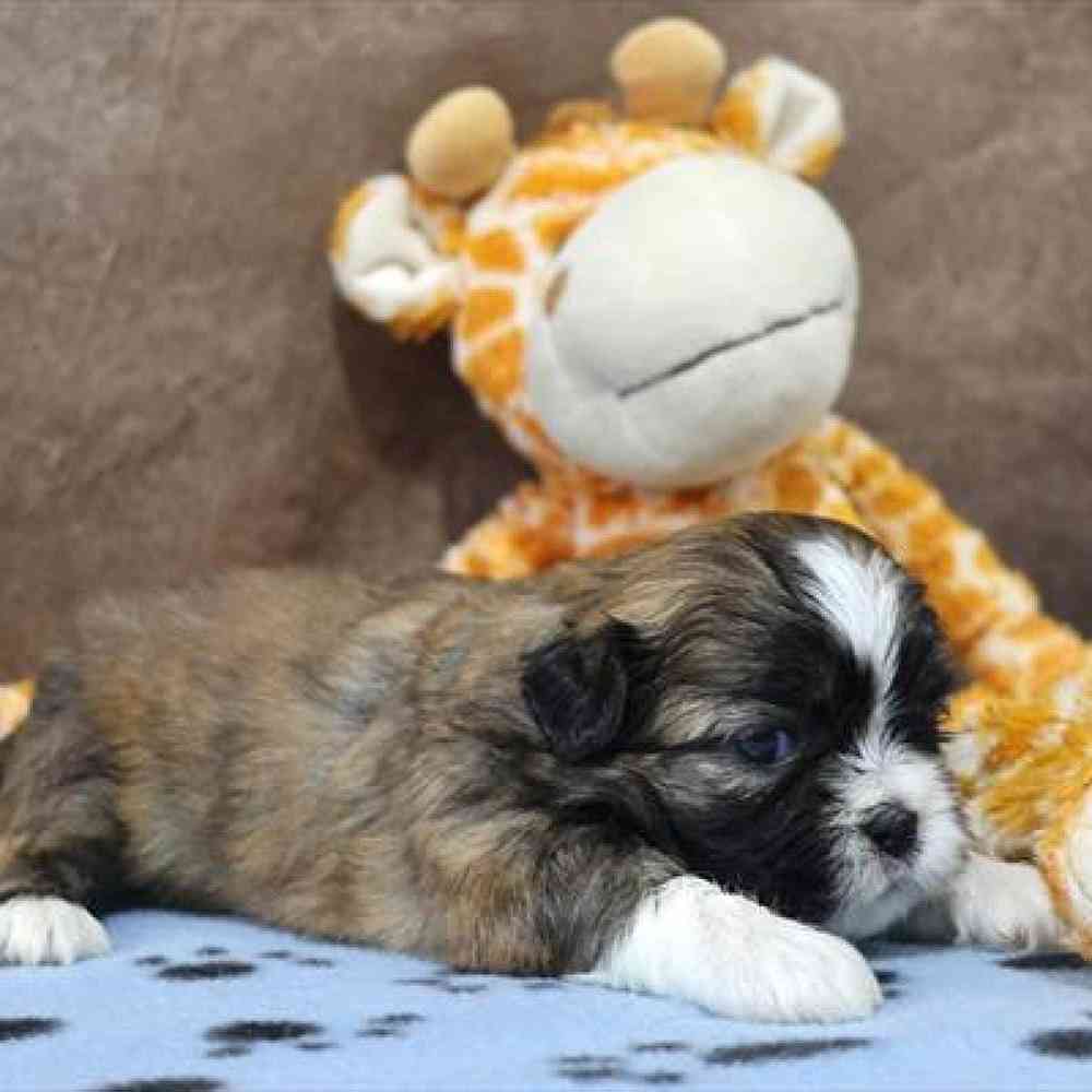 carousel pet images