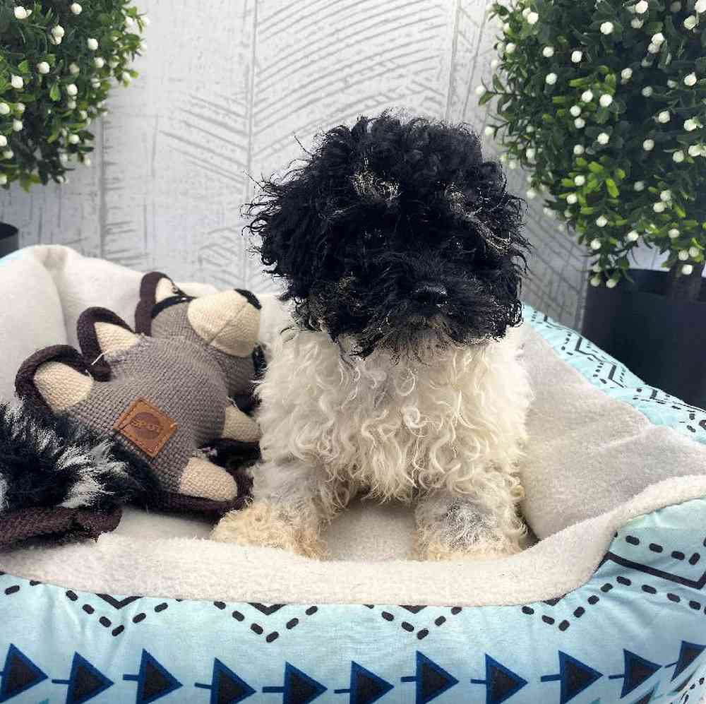 carousel pet images