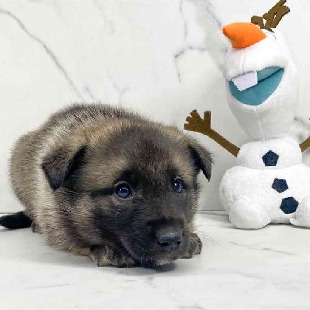 carousel pet images