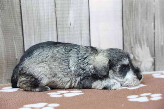 Mini Schnauzer
