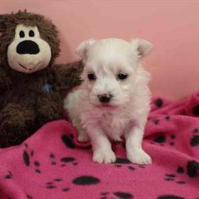 Maltese