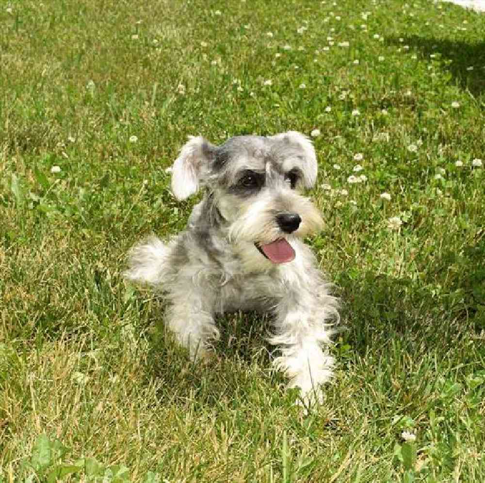 Female Mini Schnauzer Puppy for Sale in Millersburg, IN