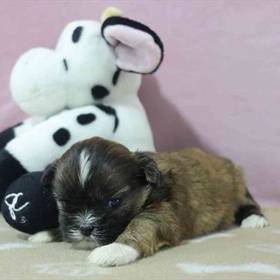 Shih Tzu
