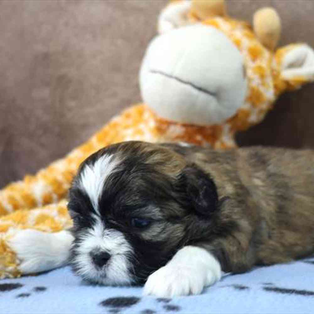 carousel pet images