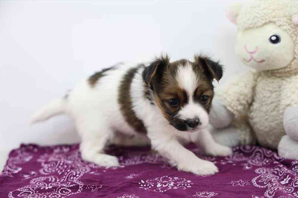 carousel pet images
