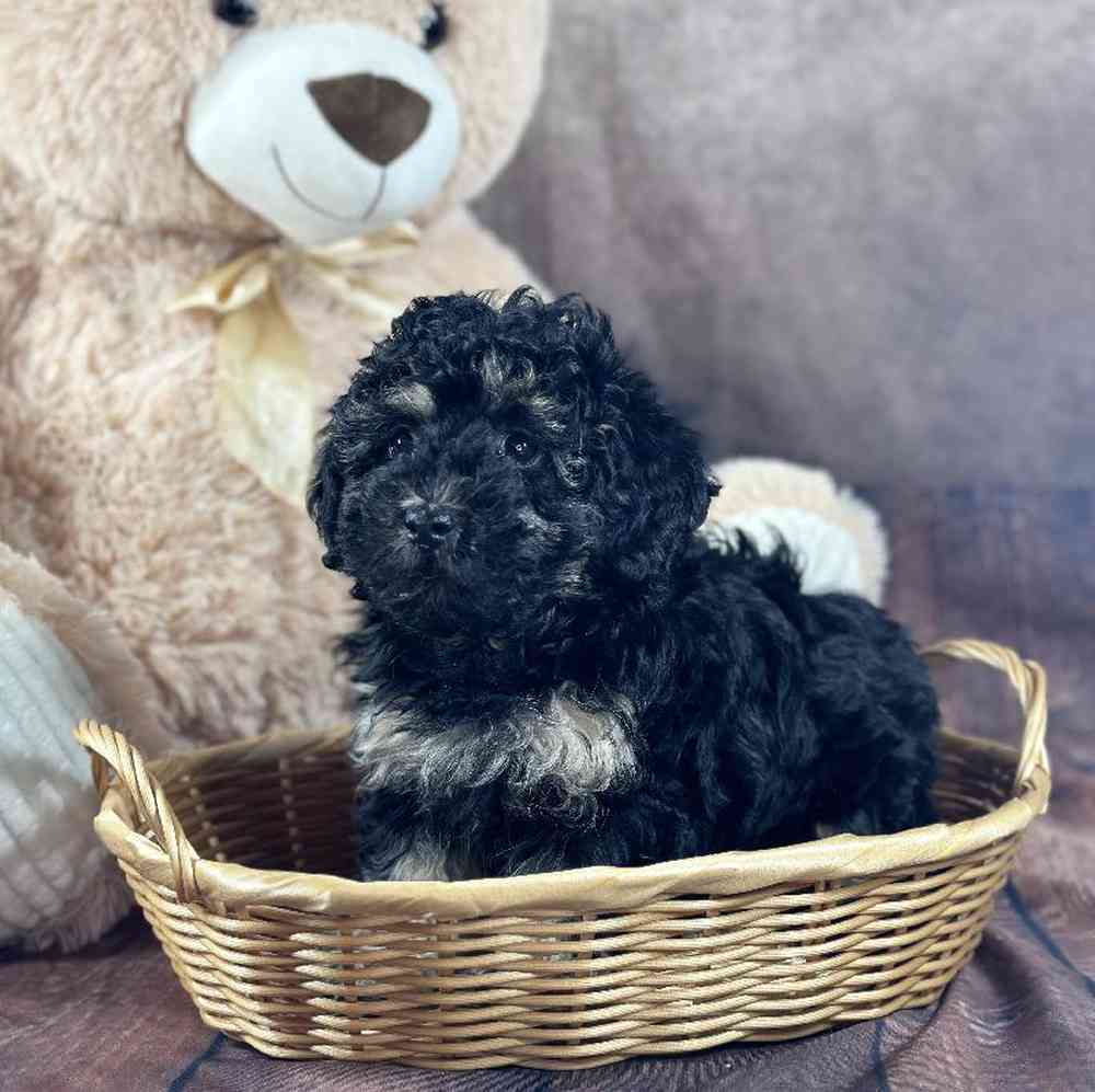 Female Mini Poodle Puppy for Sale in Millersburg, IN