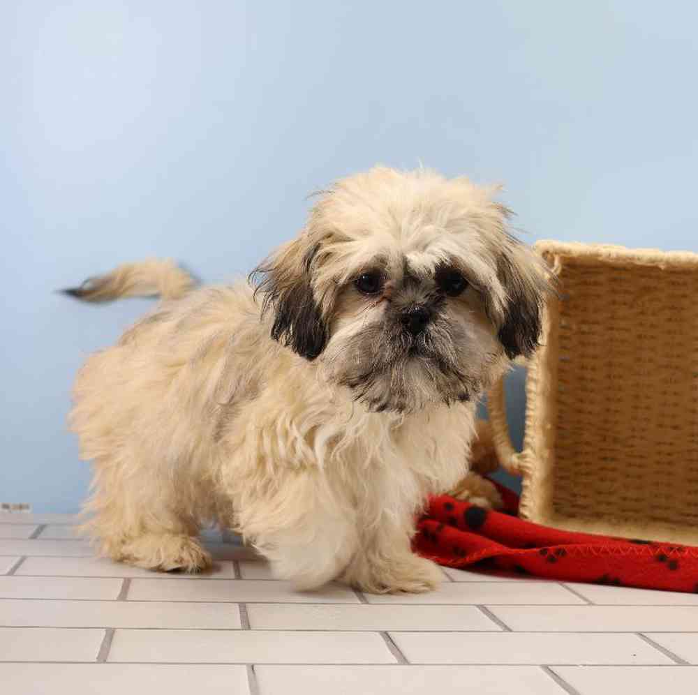 carousel pet images