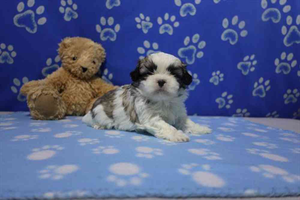 carousel pet images