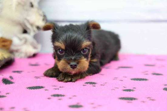 Yorkie