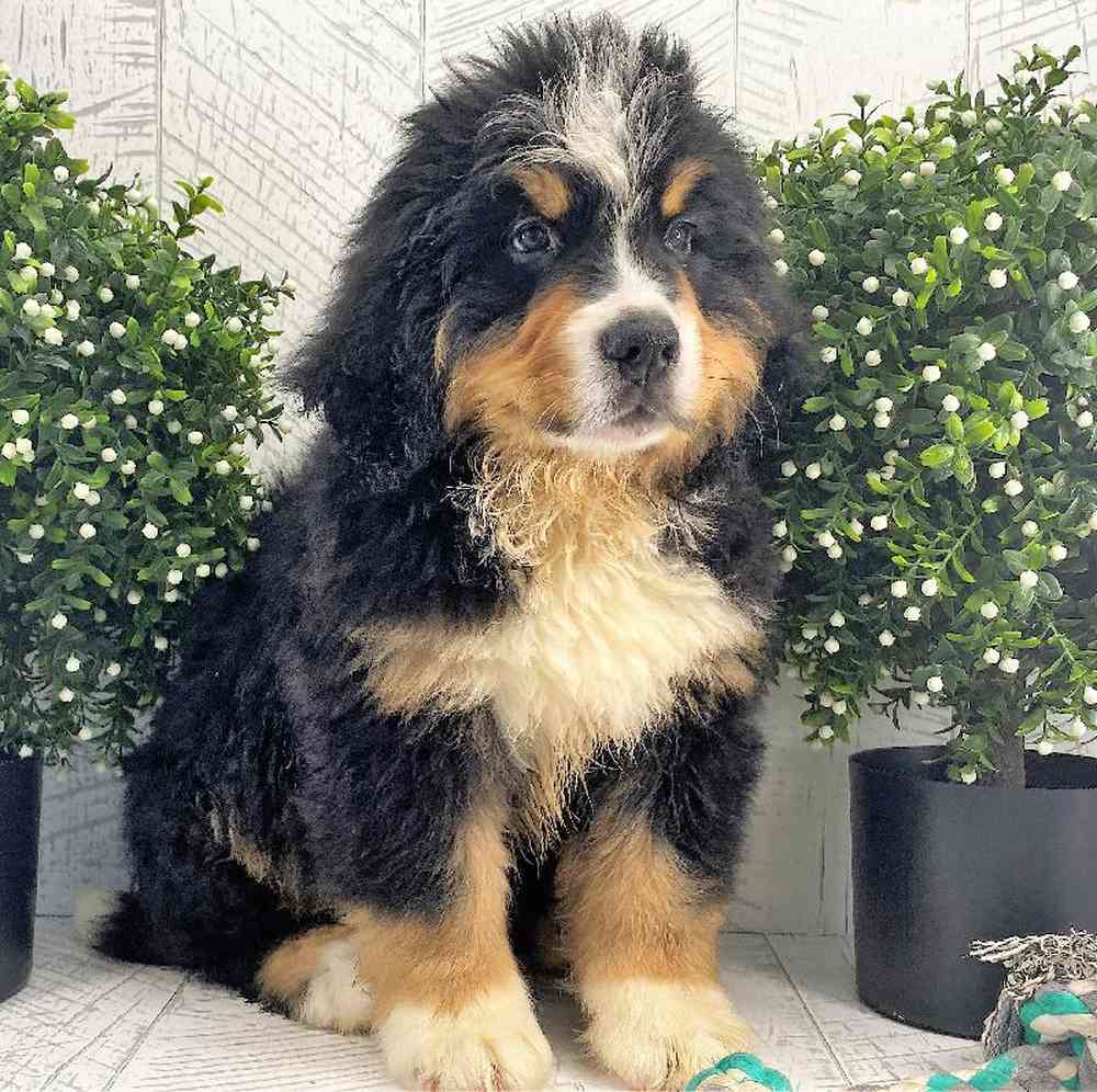 carousel pet images