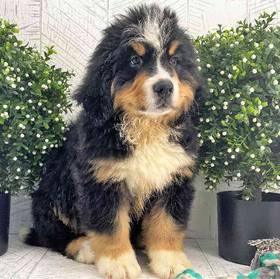 Bernese Mountain Dog