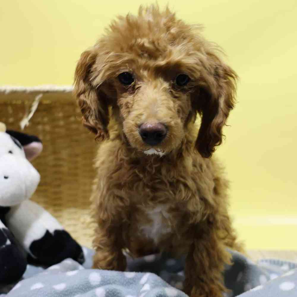 carousel pet images