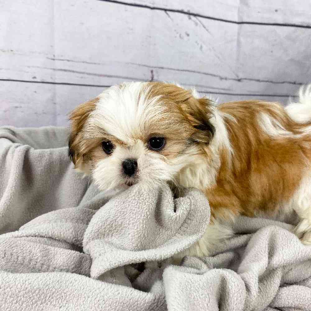 carousel pet images