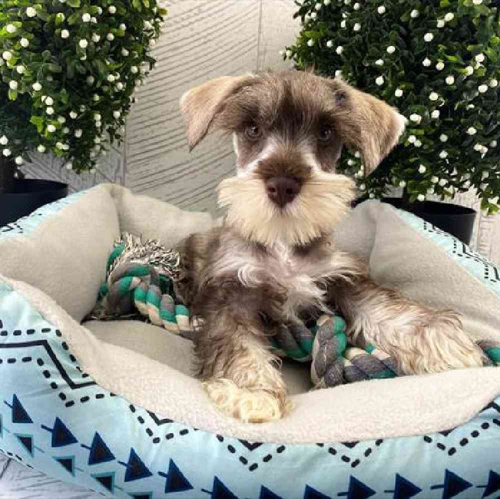 carousel pet images