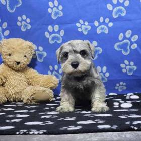 Mini Schnauzer