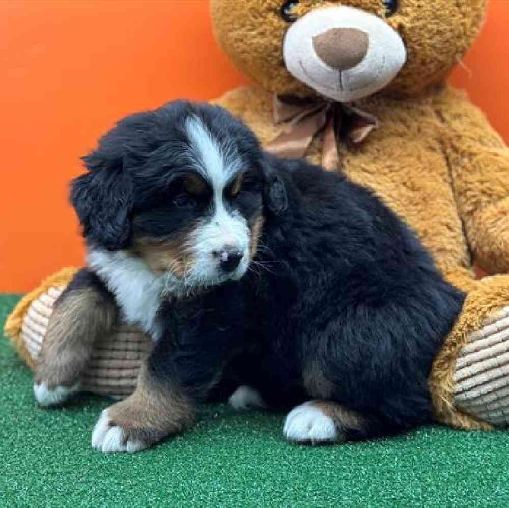 carousel pet images