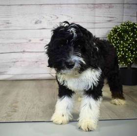Mini Aussiedoodle