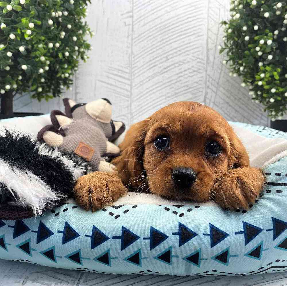 carousel pet images