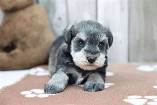 Mini Schnauzer