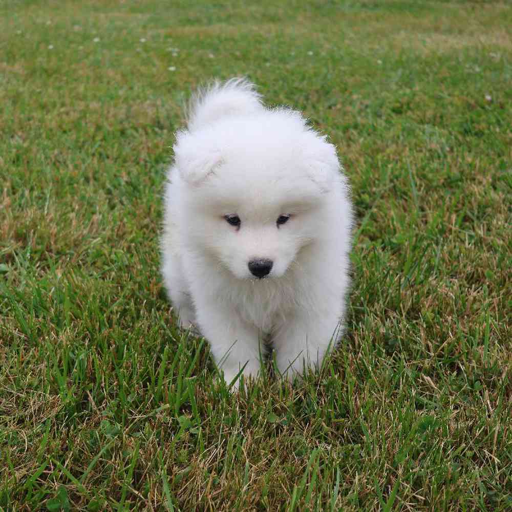 Male Samoyed Puppy for Sale in Millersburg, IN