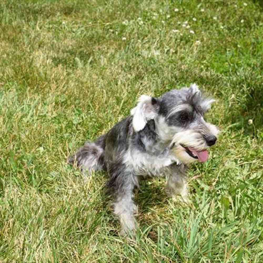 Male Schnoodle Puppy for Sale in Millersburg, IN