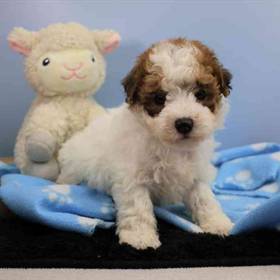 Bichon-Poodle