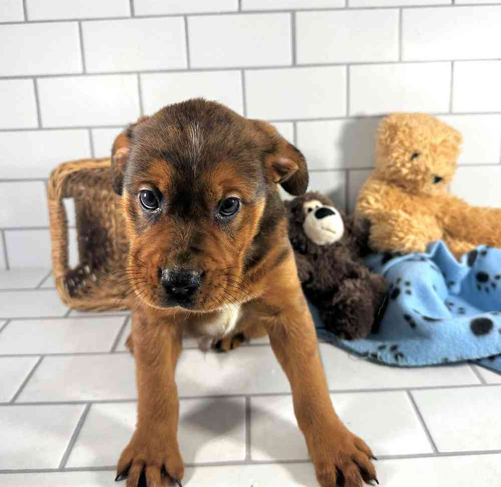carousel pet images