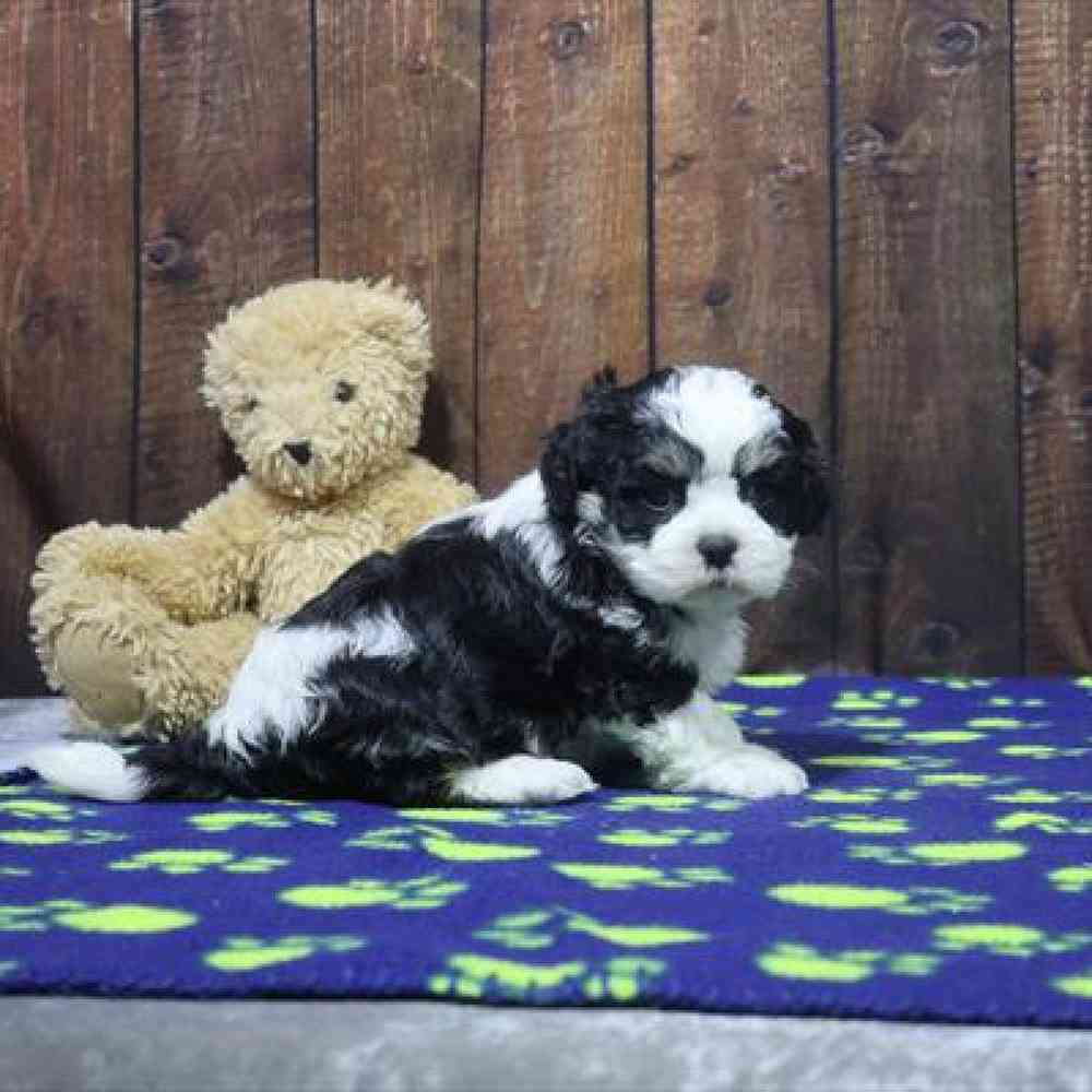 carousel pet images