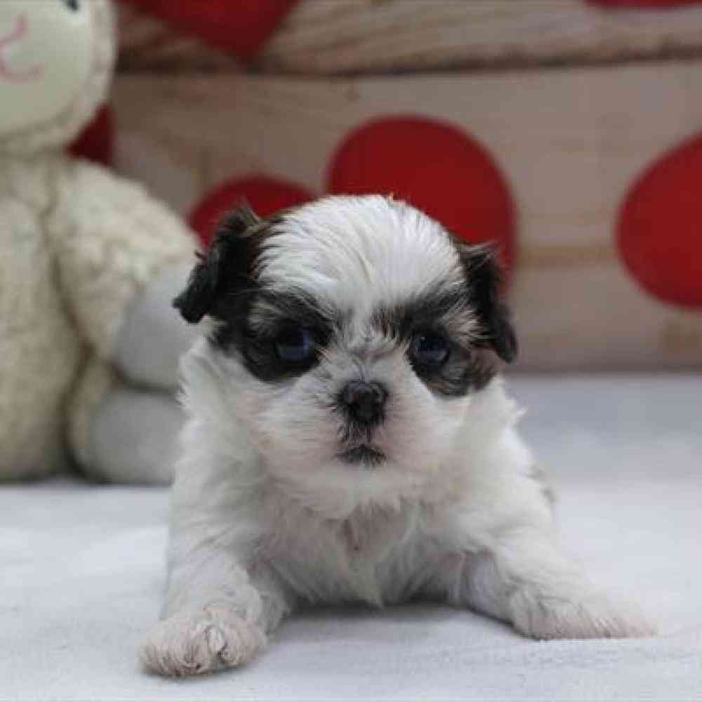 carousel pet images