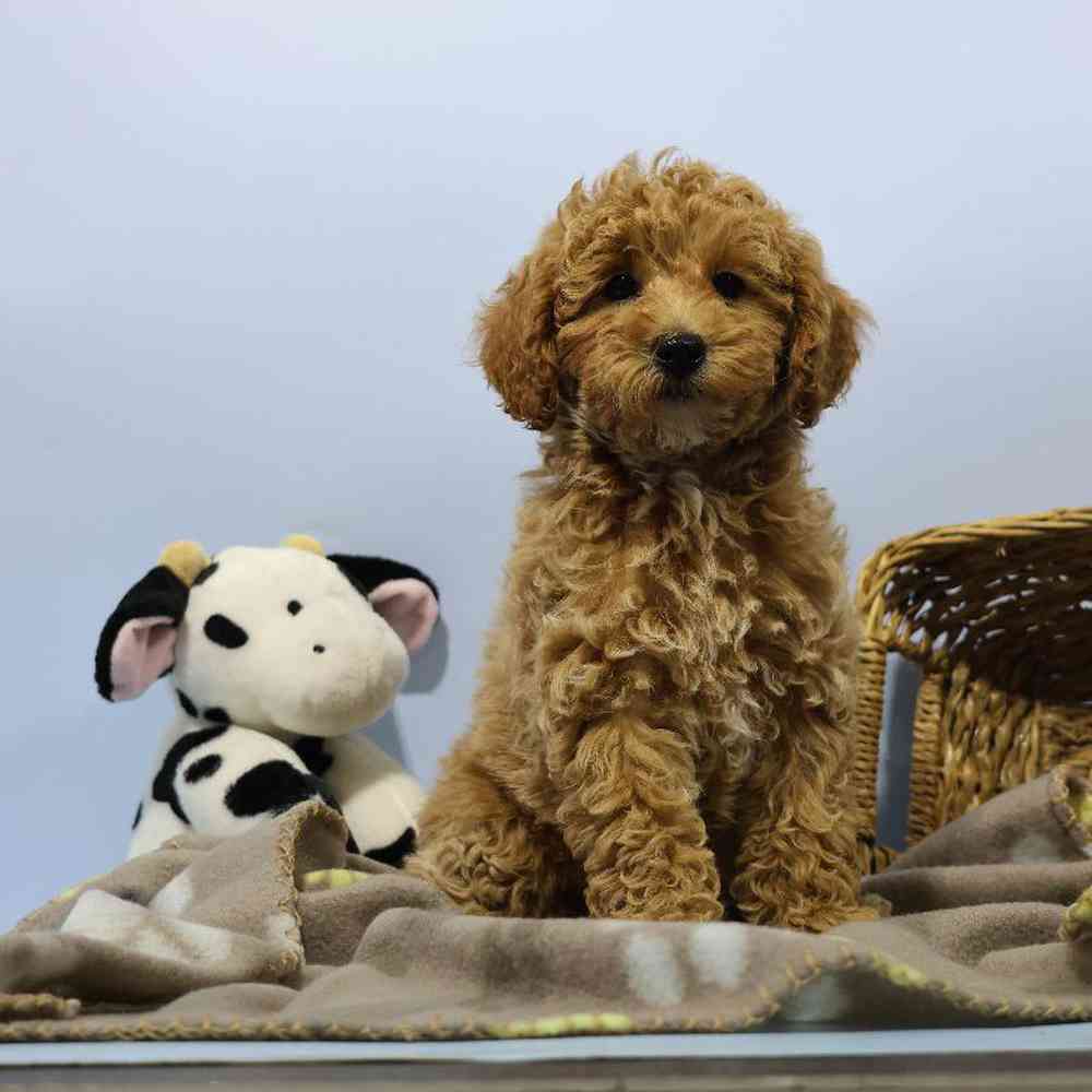 Male Mini Poodle Puppy for Sale in Millersburg, IN
