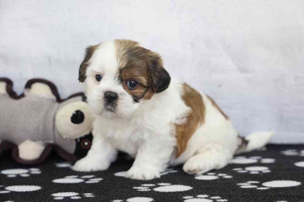 carousel pet images