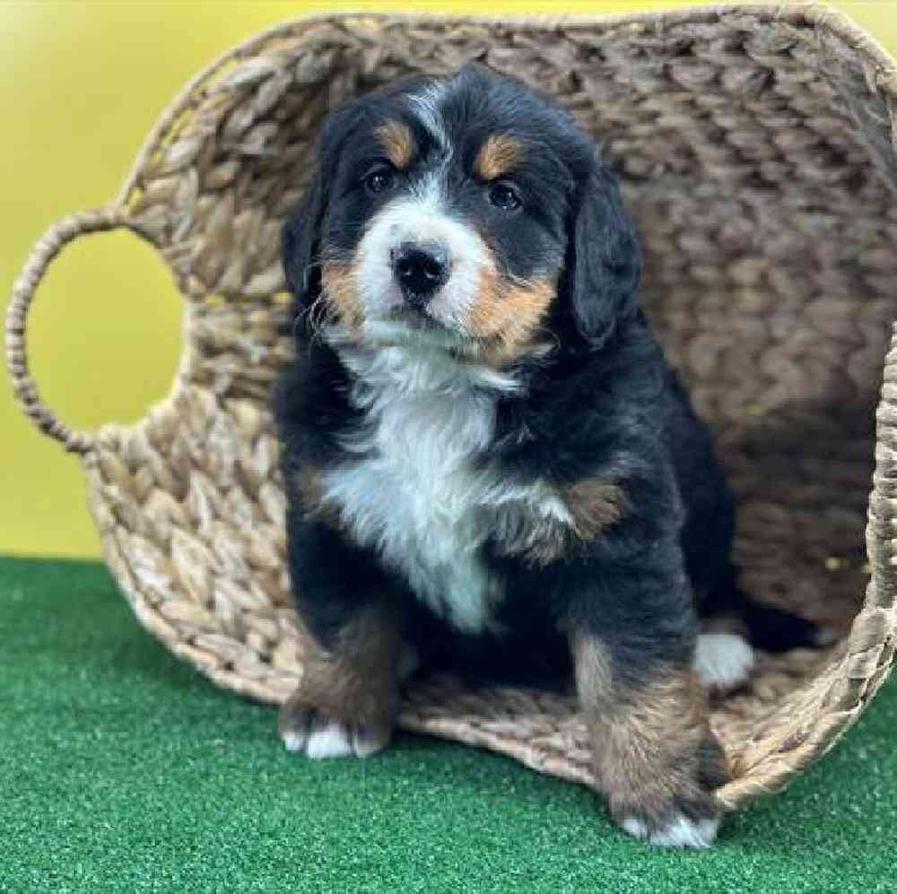 carousel pet images