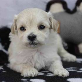 Shichon