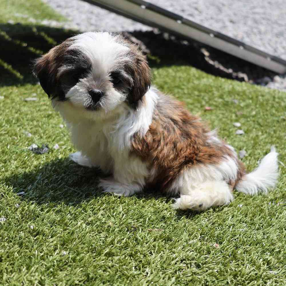 carousel pet images