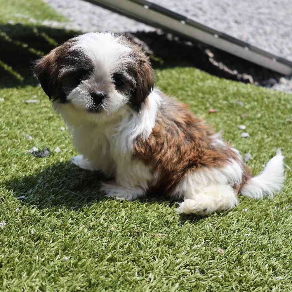 Male Shih Tzu Puppy for Sale in Millersburg, IN