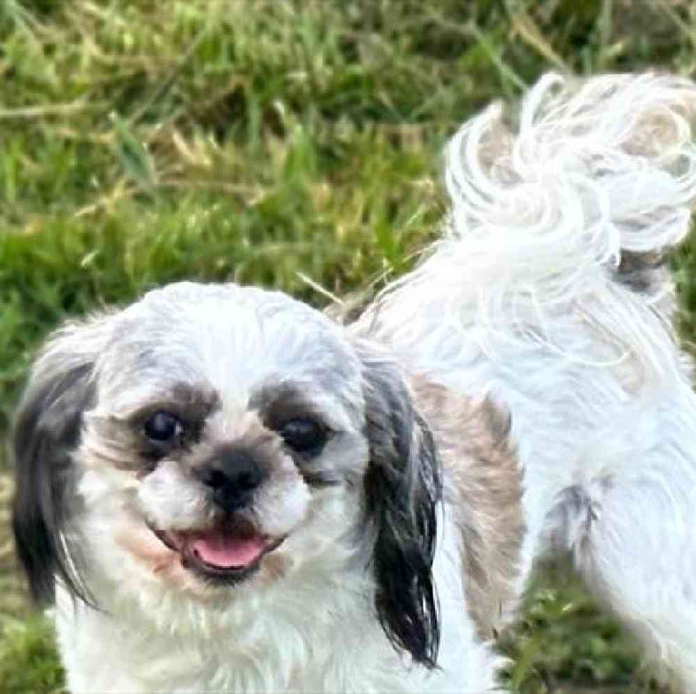 carousel pet images