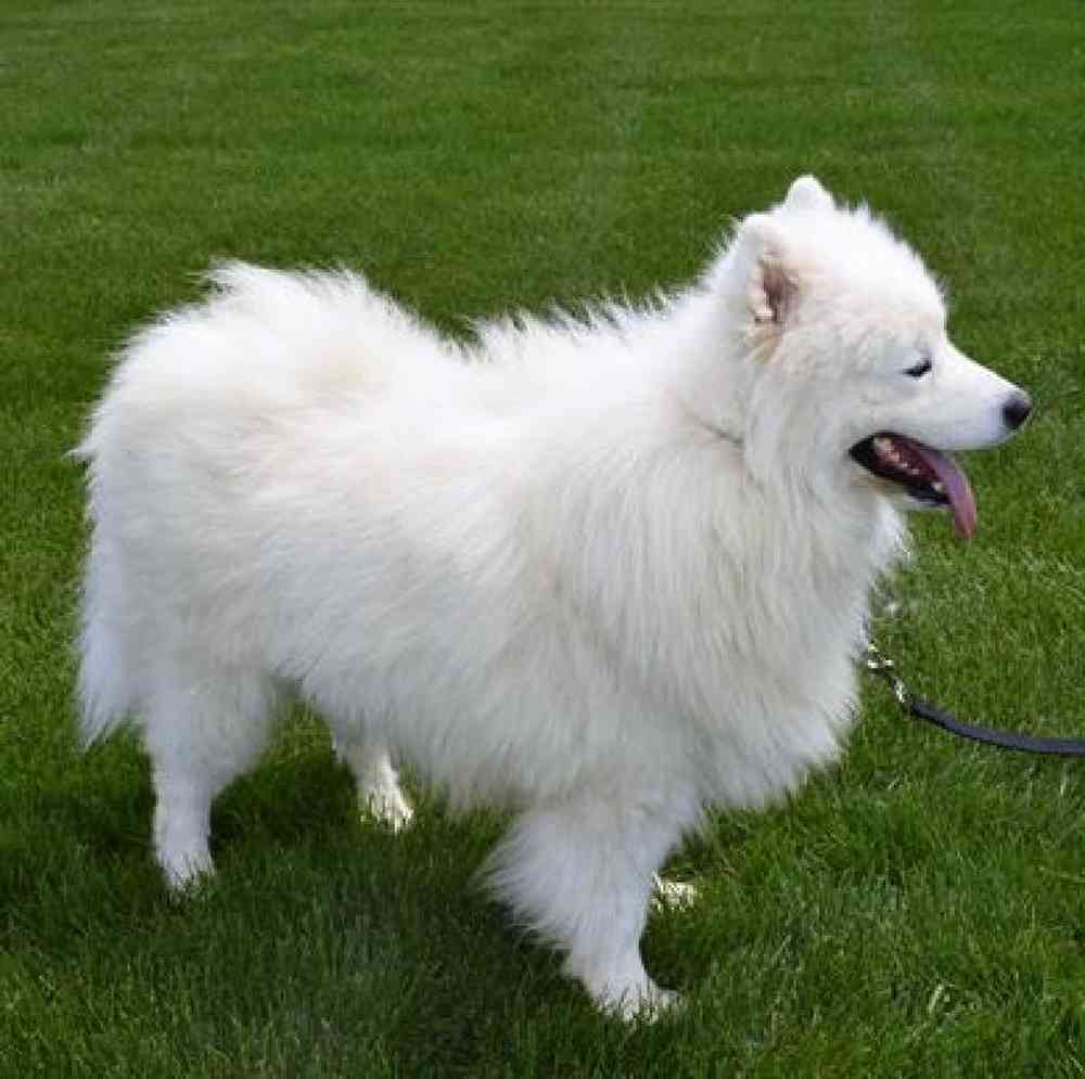 carousel pet images