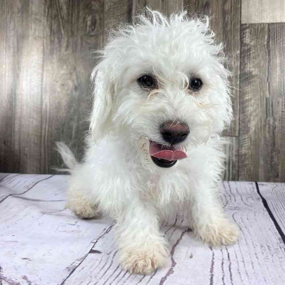 carousel pet images