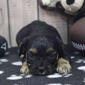 Cavapoo