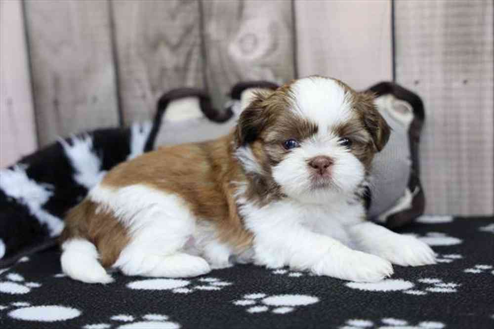 carousel pet images