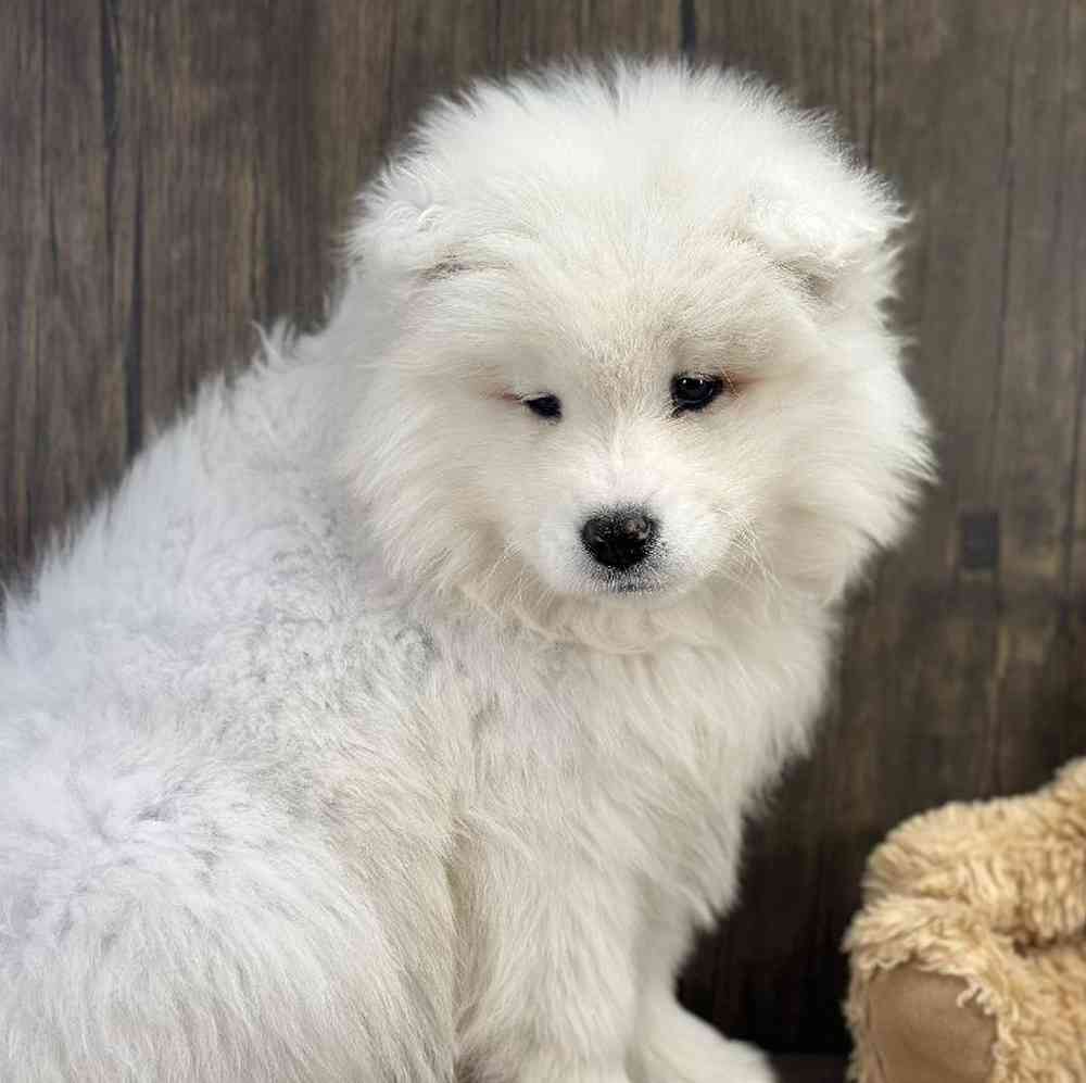 Female Samoyed Puppy for Sale in Millersburg, IN