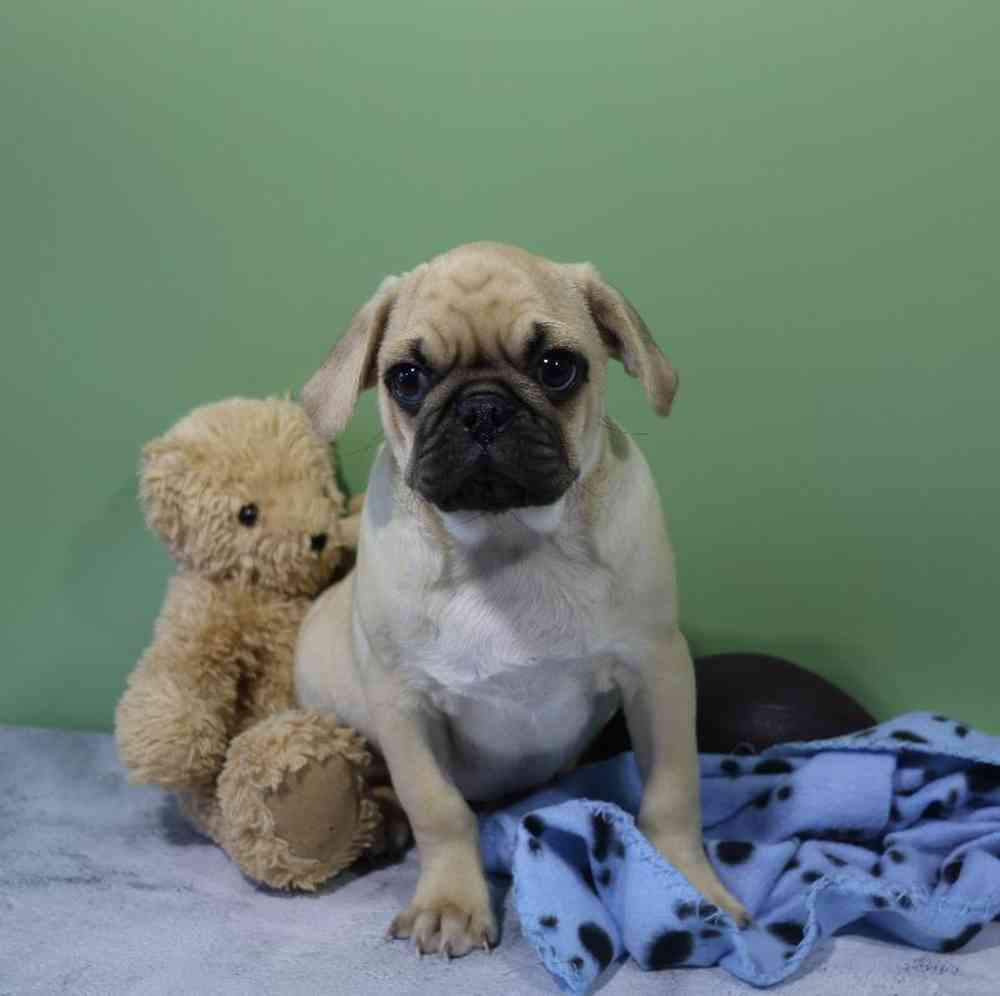 Male Pug Puppy for Sale in Millersburg, IN
