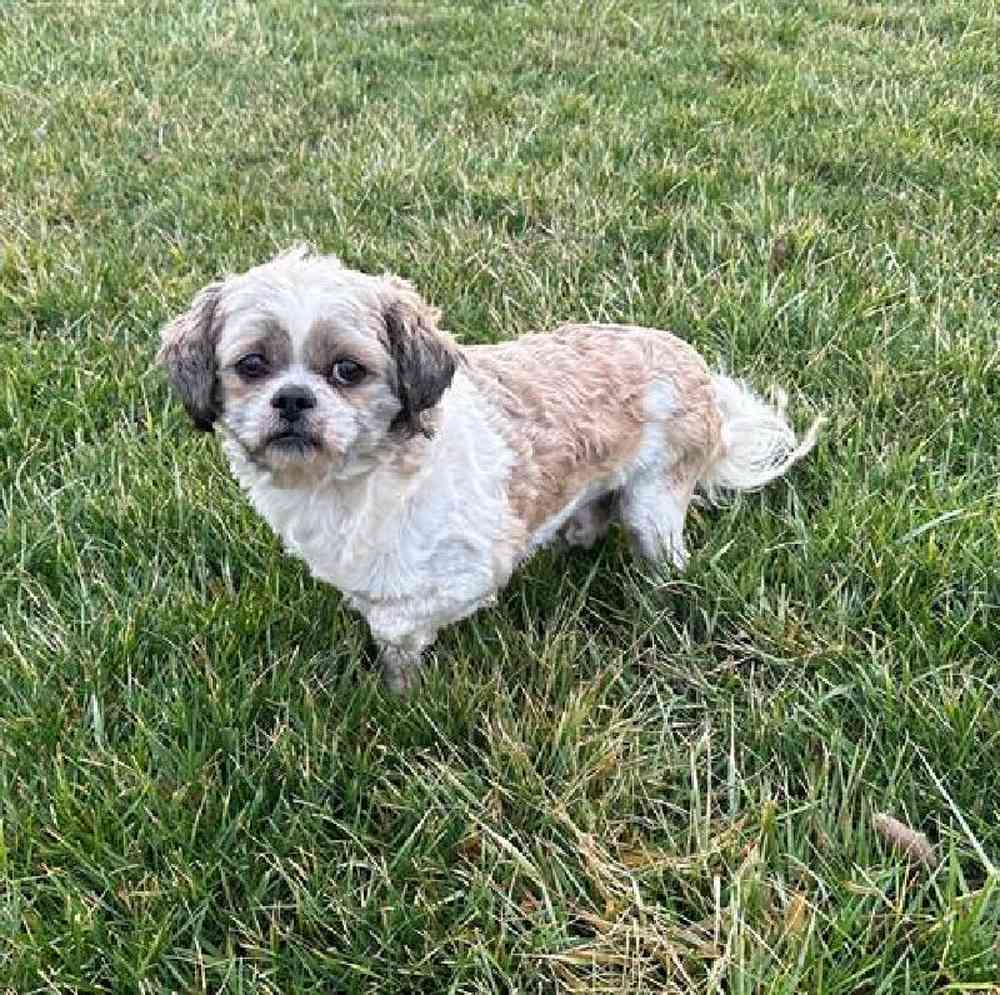 Male Shih Tzu Puppy for Sale in Millersburg, IN