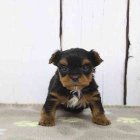 Yorkie