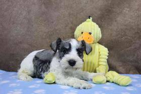 Mini Schnauzer