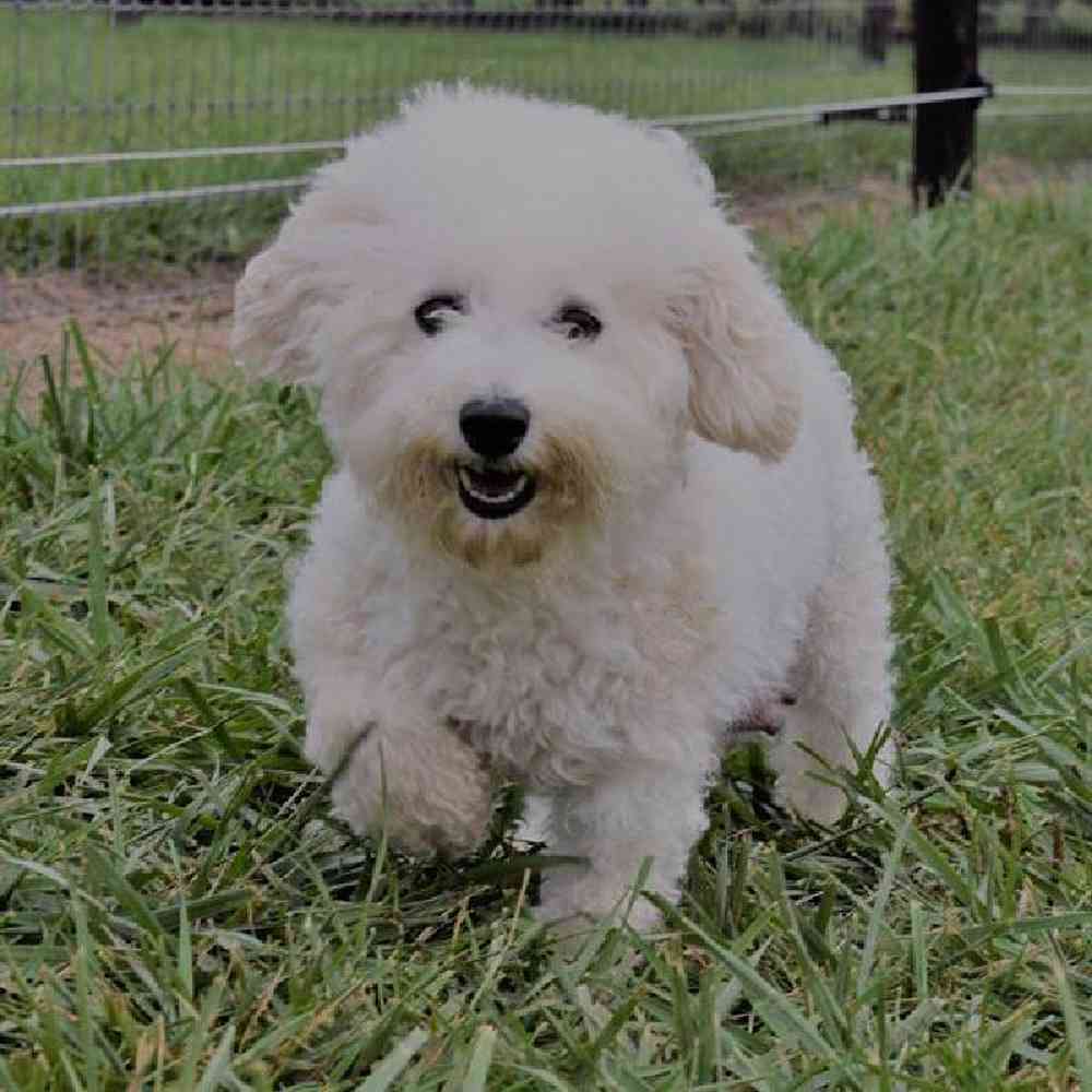 carousel pet images