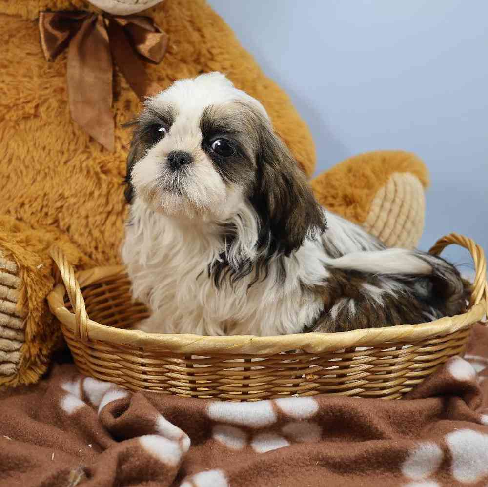 Male Shih Tzu Puppy for Sale in Millersburg, IN