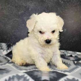 Bichon
